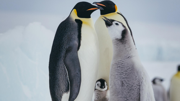 Penguins, Quark Expeditions