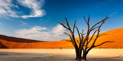 Namibia tree desert 