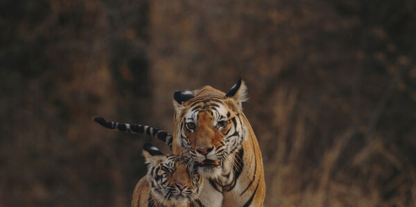 Tigers, India